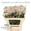 product/img.floraplaza.nl/LOZOSNOW5-LIVE_fotos-0x0ED8DF8EB641CD85FD6F960293BCD2307AA1D474.jpg