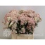 product/img.floraplaza.nl/LOZOTALP4-LIVE_fotos-partij-21066342.jpg