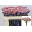 product/img.floraplaza.nl/LOZOTALP5-LIVE_fotos-0x3B7EF389AA8C5EB2B9C3D37E7F78FE36708137A4.jpg