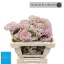product/img.floraplaza.nl/LOZOTALP5-LIVE_fotos-0x98CD0C0F17E8B435BA889523A657AFE72A552125.jpg