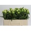 product/img.floraplaza.nl/LPAEMISA-LIVE_fotos-0xCADA1E33CFEC81D48FF718293B0320C06524C14F.jpg