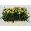 product/img.floraplaza.nl/LPAEMISA-LIVE_fotos-0xF10C8C91398C0F89258D46C05EF29033B27484EB.jpg