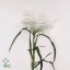 product/img.floraplaza.nl/LPAN-ART_Fotos-VBN-vbn16725.jpg