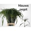 product/img.floraplaza.nl/LPAN-LIVE_fotos-0x0CA3E374320D3CAED37057B628A8A3A0E665F38F.jpg