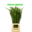 product/img.floraplaza.nl/LPAN-LIVE_fotos-0x138842F188AF6A7FE0935D645D51A26D90ABA2BE.jpg