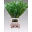 product/img.floraplaza.nl/LPAN-LIVE_fotos-0x1956E31C3E9B1B25F70556CF5AF7C9C7FECEE37B.jpg