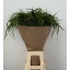 product/img.floraplaza.nl/LPAN-LIVE_fotos-0x34DA44B58A2EBA9ECF4E4C5BCD5D231B61826BB8.jpg