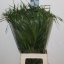 product/img.floraplaza.nl/LPAN-LIVE_fotos-0x37F9F1D98F8B69A80AA616DD7BE8A05FFEE3A17A.jpg
