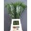 product/img.floraplaza.nl/LPAN-LIVE_fotos-0x385C3221279F5AB1BC1F25F86CCD1B03B3E5CD17.jpg