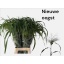 product/img.floraplaza.nl/LPAN-LIVE_fotos-0x39A4DBA577AE0D93054EF51438525AF161D3D28F.jpg