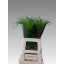 product/img.floraplaza.nl/LPAN-LIVE_fotos-0x5B5C936E63600C78B7DACF961F1336D0311A7A59.jpg