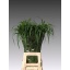 product/img.floraplaza.nl/LPAN-LIVE_fotos-0x643DD295F7FADD27B6DC9887789D5FFC41FF233C.jpg