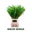 product/img.floraplaza.nl/LPAN-LIVE_fotos-0x704C53C879EC69F0C05DADBA6DAB50E47A073C24.jpg