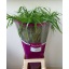 product/img.floraplaza.nl/LPAN-LIVE_fotos-0x7A30F048131C4F43BE31CBB3D4B52D9A6900E10F.jpg