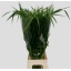 product/img.floraplaza.nl/LPAN-LIVE_fotos-0x96C40221B08B1D00DEF5D07E82430B37F5CBE948.jpg