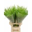 product/img.floraplaza.nl/LPAN-LIVE_fotos-0x96CBAEB5A6DF8A3DC971C3E072D0F134C39F13DE.jpg