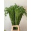 product/img.floraplaza.nl/LPAN-LIVE_fotos-0xAEC5C30199A8FCBE2CF264AE6E0A3A5E723E051A.jpg