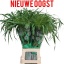 product/img.floraplaza.nl/LPAN-LIVE_fotos-0xB0AFE1E8345EB6F96AB108ECFE619D89A07D809F.jpg