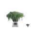 product/img.floraplaza.nl/LPAN-LIVE_fotos-0xB4B5C3D9F1F47F61D6040E067E8D80757D4BF2A5.jpg