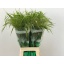product/img.floraplaza.nl/LPAN-LIVE_fotos-0xBAC0CA9131E7A32976E1104A9C8C260E74BC5E96.jpg