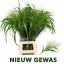 product/img.floraplaza.nl/LPAN-LIVE_fotos-0xBFC1E786112F3A43CAF458590D5233443791CEAA.jpg