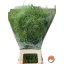 product/img.floraplaza.nl/LPAN-LIVE_fotos-0xC3A7B5E46E675EA4FC44544E5CC0AA037C9FD6E6.jpg