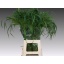 product/img.floraplaza.nl/LPAN-LIVE_fotos-0xD54CC11C62BAF1C07120E0F94BAA52A1E027C340.jpg