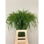 product/img.floraplaza.nl/LPAN-LIVE_fotos-0xD6D16A5A3972AA3826EDC67F0CC0C12AB193B80F.jpg
