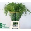 product/img.floraplaza.nl/LPAN-LIVE_fotos-0xF37E070382454D4CB914C99F27365285711F1718.jpg