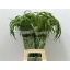 product/img.floraplaza.nl/LPAN-LIVE_fotos-0xF7E0DF5774D144B8D943BC02A7E32F46B21FC0B1.jpg