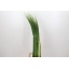 product/img.floraplaza.nl/LPAND-LIVE_fotos-0xC77C13FD3B8C751625AF80225B2C1F8A1F063FB7.jpg