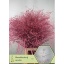 product/img.floraplaza.nl/LPANPINK-LIVE_fotos-0x4D76FA3CFE25EA529FCAE43E350419D551352FC2.jpg