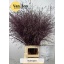 product/img.floraplaza.nl/LPANVÄAUB-LIVE_fotos-0x7E05A1B49CACED3423F315BD714A5D2DEA9EF97A.jpg