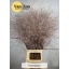 product/img.floraplaza.nl/LPANVÄCHA-LIVE_fotos-0xCD5958F78229CFE9FBCD88ECCFAA97BFB79B17BA.jpg
