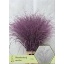 product/img.floraplaza.nl/LPANVÄMIL-LIVE_fotos-0xE99533B81B3363405729F8121E1FD049C61C65BB.jpg