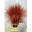 product/img.floraplaza.nl/LPANVÄROR-LIVE_fotos-0xB930ABDBB33F90FCBCEE10A81200F733AE478067.jpg
