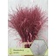 product/img.floraplaza.nl/LPANVÄRPIN-LIVE_fotos-0x3B6D683B4C6E02EB95900C0DA49D18C8DDB6BD1C.jpg