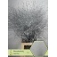product/img.floraplaza.nl/LPANVÄSIL-LIVE_fotos-0xC08CC1974FCFD867543112CD1EE33B41F7B9EB53.jpg