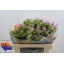 product/img.floraplaza.nl/LPHLSEN-LIVE_fotos-0xAABFB5C3C169C56D94A4733FCDE67D06FAEA848A.jpg