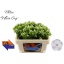 product/img.floraplaza.nl/LPHLWHI5-LIVE_fotos-0xABC58BE2DADE25869FD2685CBCE7452EC49F1162.jpg