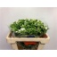 product/img.floraplaza.nl/LPHLWHI5-LIVE_fotos-0xB6CD81735AFDAD691D199D4EC354732B5AE2899E.jpg