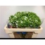 product/img.floraplaza.nl/LPHLWHI5-LIVE_fotos-0xBB18F23F6260AFEBF39A99C5E8BA91EFFAF9E8F4.jpg