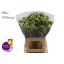 product/img.floraplaza.nl/LPHLWHI6-LIVE_fotos-0x357AFCC02DD313B075420F6043AC63AB0E4432A5.jpg