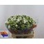 product/img.floraplaza.nl/LPHLWHI6-LIVE_fotos-0x589745A9DE6C91B79D9E0E13A6090A91A5E0484A.jpg