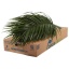 product/img.floraplaza.nl/LPHO8-LIVE_fotos-0xB9394DB76C9FDD5CF7EBEB44A40B16C6CCDA5861.jpg