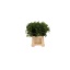 product/img.floraplaza.nl/LPIS4-LIVE_fotos-0xC2D1CFE5C789610FB7A865B4C66068A5C479C09D.jpg