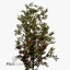 product/img.floraplaza.nl/LPIS5-ART_Fotos-VBN-vbn7106.jpg
