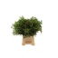 product/img.floraplaza.nl/LPIS5-LIVE_fotos-0x05A6F74BDE7C5FB4DDEB13AB9E47AB5C94E8EB97.jpg