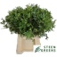 product/img.floraplaza.nl/LPIS5-LIVE_fotos-0xF95DFD5F876FC3334D3C7A16926FFC15C54ECFDC.jpg
