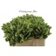 product/img.floraplaza.nl/LPITI55-LIVE_fotos-0x851D14AE7CD90C3165D1A9C48AFE49132C624D03.jpg